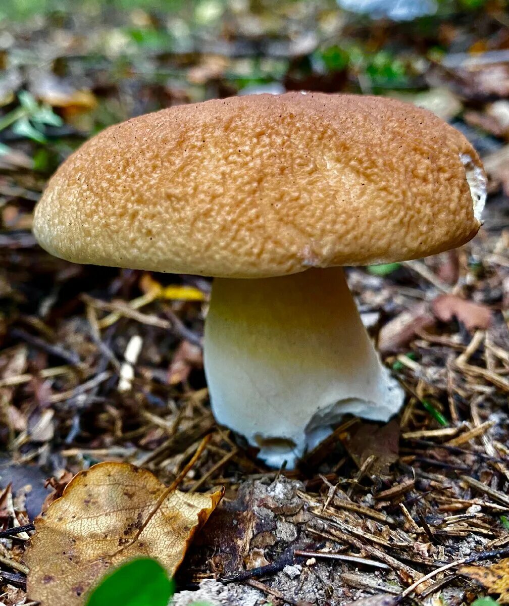 Желчный гриб какой. Ложный Боровик белый гриб. Горчак, ложный белый гриб. Боровик грибы Крымский. Лже Боровик гриб.
