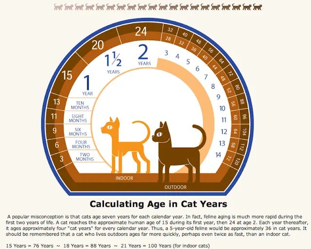 Кошачьи года к человеческим. Возраст собаки и кошки по человеческим меркам таблица. Кошачьи года по человеческим меркам. Кошачий Возраст по человеческим меркам. Возраст кошки и человека соотношение таблица.