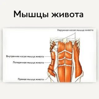 Нижняя мышц брюшного пресса