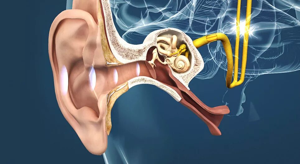 Почему дергает ухо. Евстахиева труба анатомия. Слуховой анализатор.