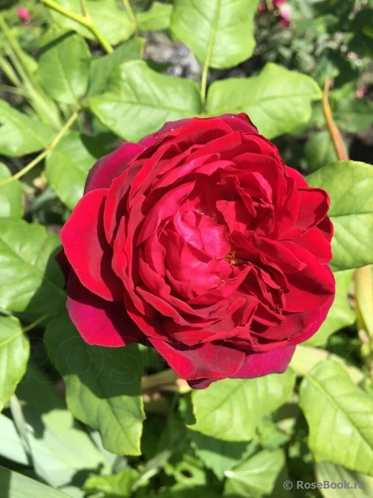 графиня-фон-харденберг шраб роза. роза шраб графиня харденберг. роза лео мэж. роза графиня астрид фон харденберг. Astrid grafin von hardenberg роза.