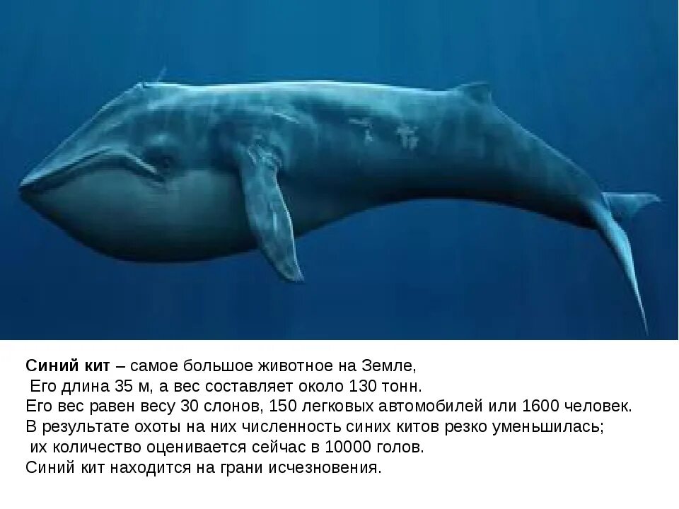 Сколько достигает кит. Самый большой кит в мире размеры и вес. кит длина и вес.