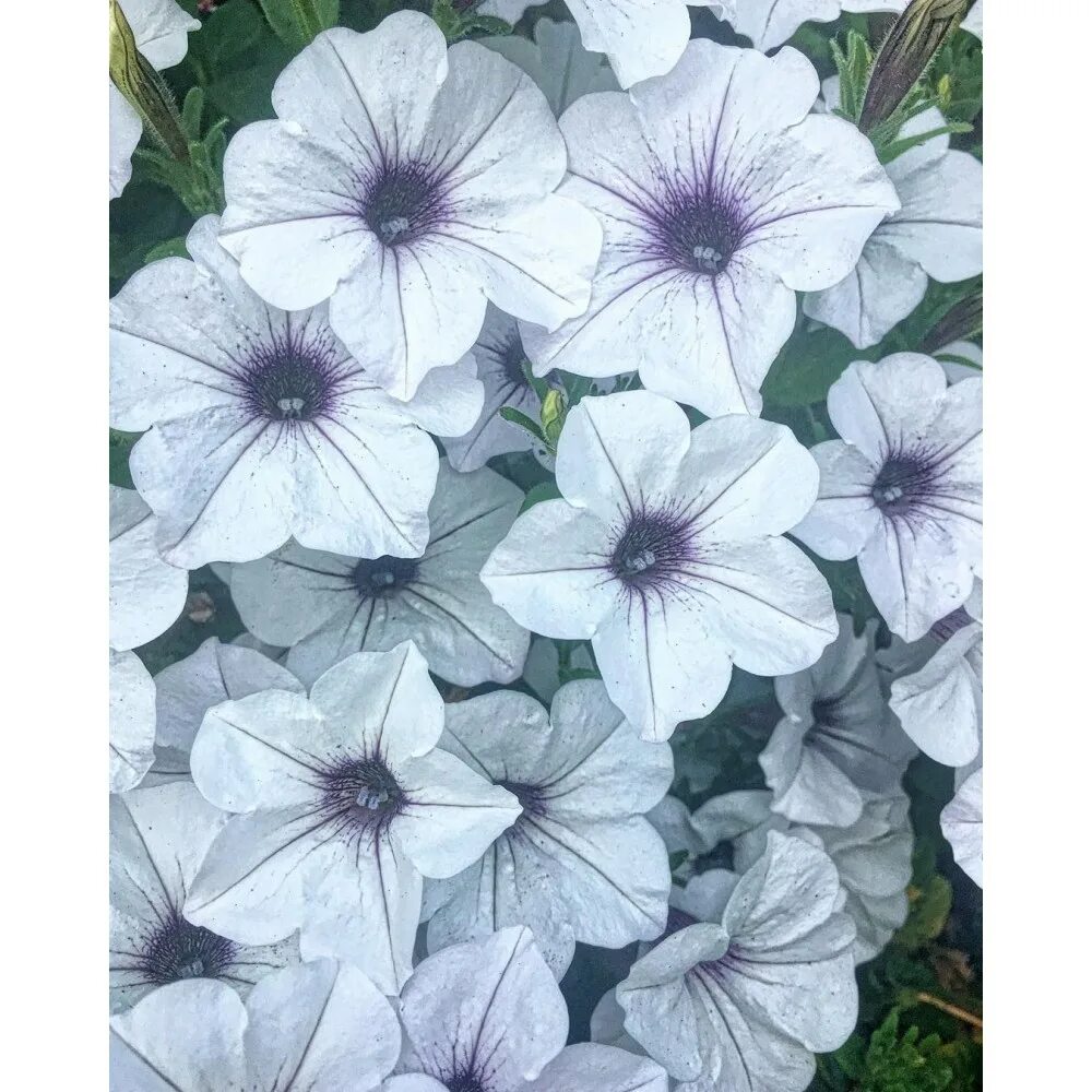 Тайдал сильвер фото петуния. Тайдал сильвер фото петуния. Петуния изи сильвер. Петуния ампельная тайдал вейв сильвер. Петуния вейв сильвер.