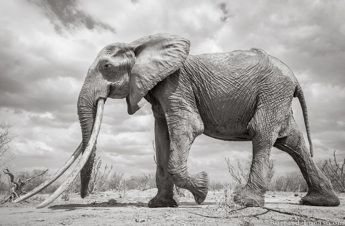 Бивни африканского слона. Гигантский слон. Гигантские слоны. Слоны с большими бивнями.
