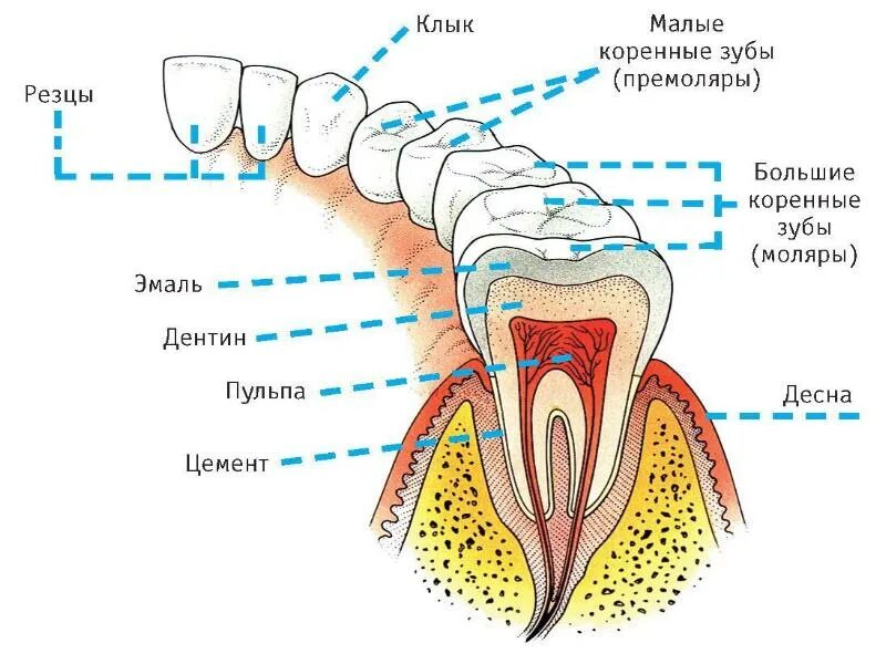 Строение зубов человека схема верхней челюсти. Схема строения коренного зуба. Премоляры зубы анатомия. Анатомическое строение фронтальных зубов. Десен системы