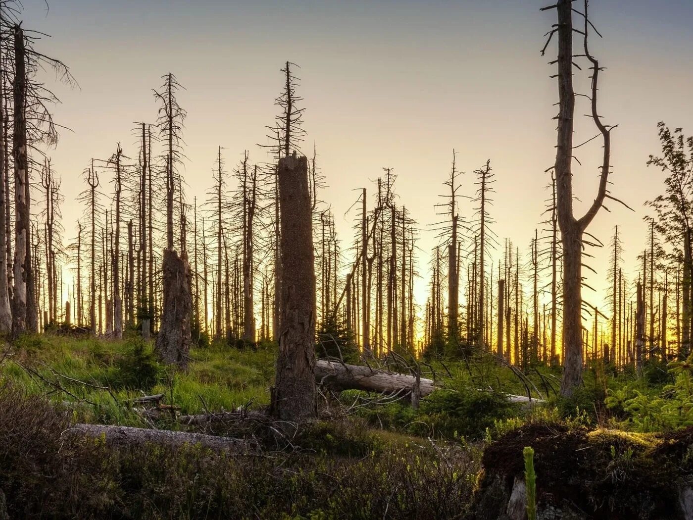 Лиственница сухостой. Сухостой сосна. Сухостойный лес. Горельник лес. Сибирский сухостой.