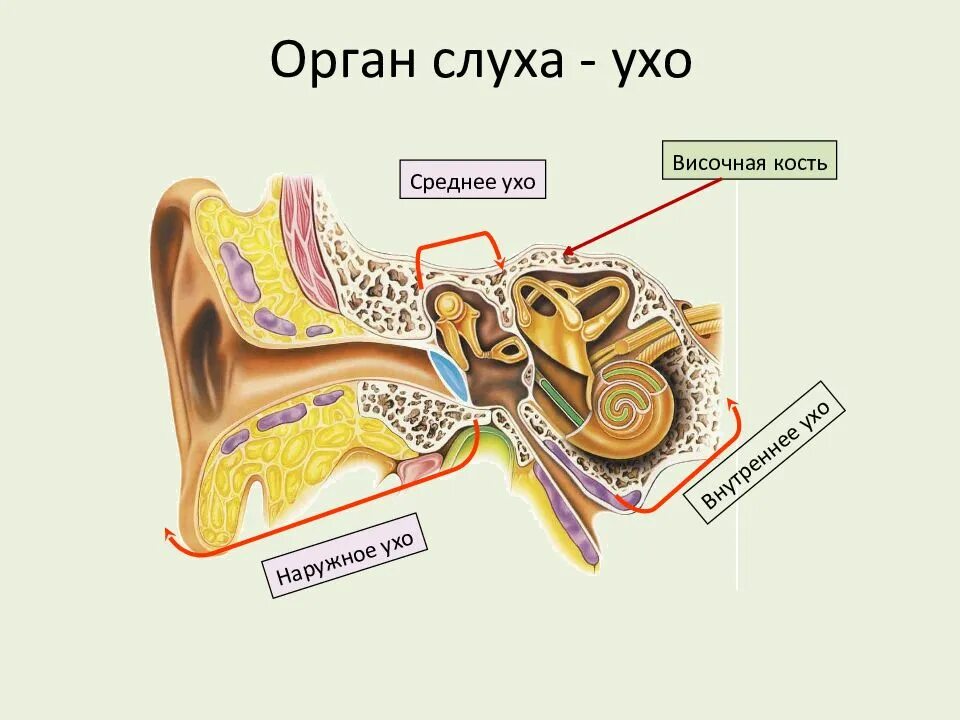 Орган слуха строение уха. Орган слуха анатомия уха строение. орган слуха наружное ухо среднее ухо внутреннее ухо. строение внутреннего уха орган слуха.