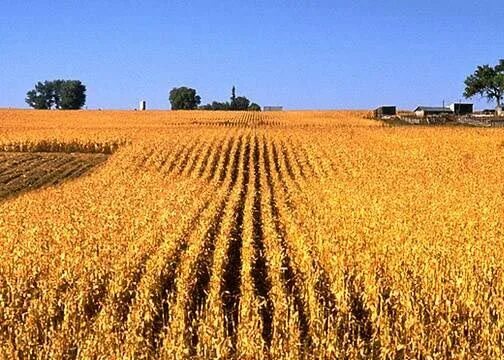 Агроценоз леса. Агроценоз. Агроэкосистемы. Агроценоз фото. Агроценоз поля.