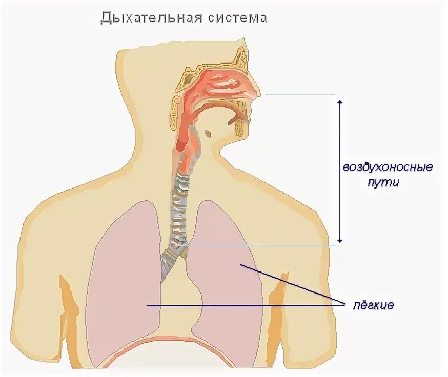 Дыхание л мин. Дыхательный аппарат человека. Строение дыхательного аппарата человека. Аппарат дыхательный системы анатомия. Схема прохождения воздушной струи анатомия.