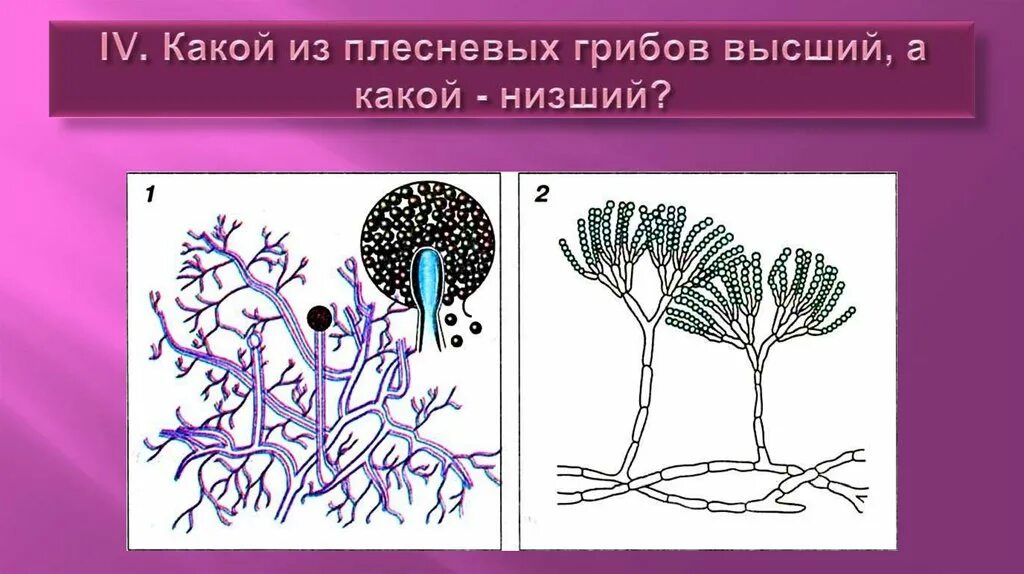 Шляпочный гриб пеницилла. Мукор и пеницилл. Пенициллин гриб строение. Мукор пеницилл дрожжи. Чем отличается плесневый гриб