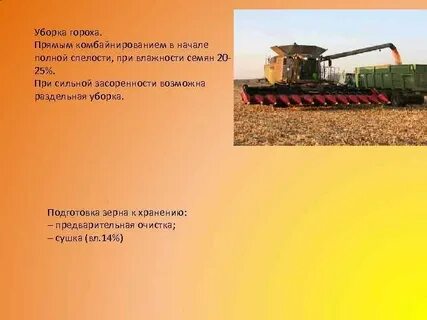 Технология гороха