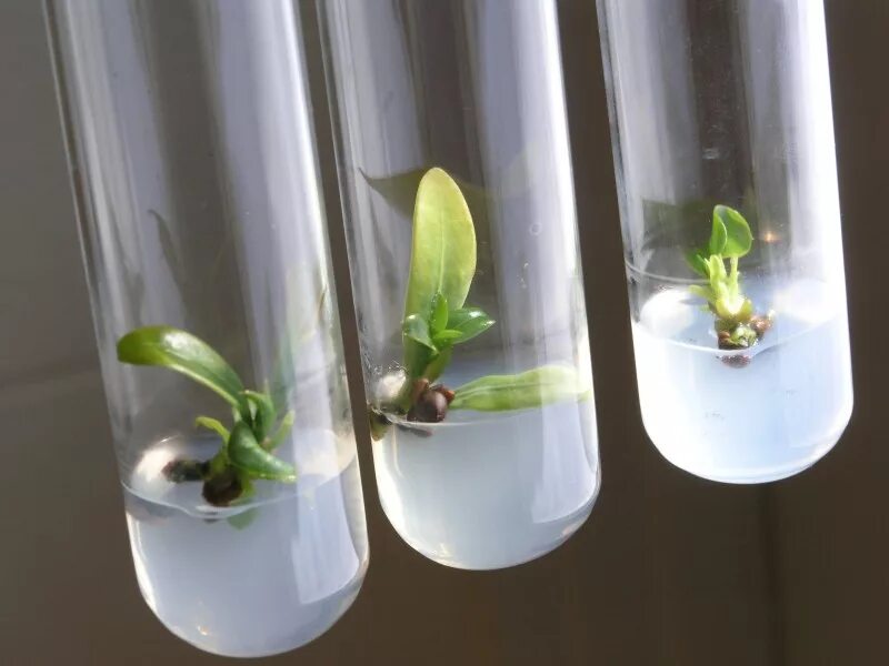 Plant culture. Микроклональное размножение орхидей. Микроклональное размножение in vitro. Клональное микроразмножение ежевики. Микроклональное размножение растений.