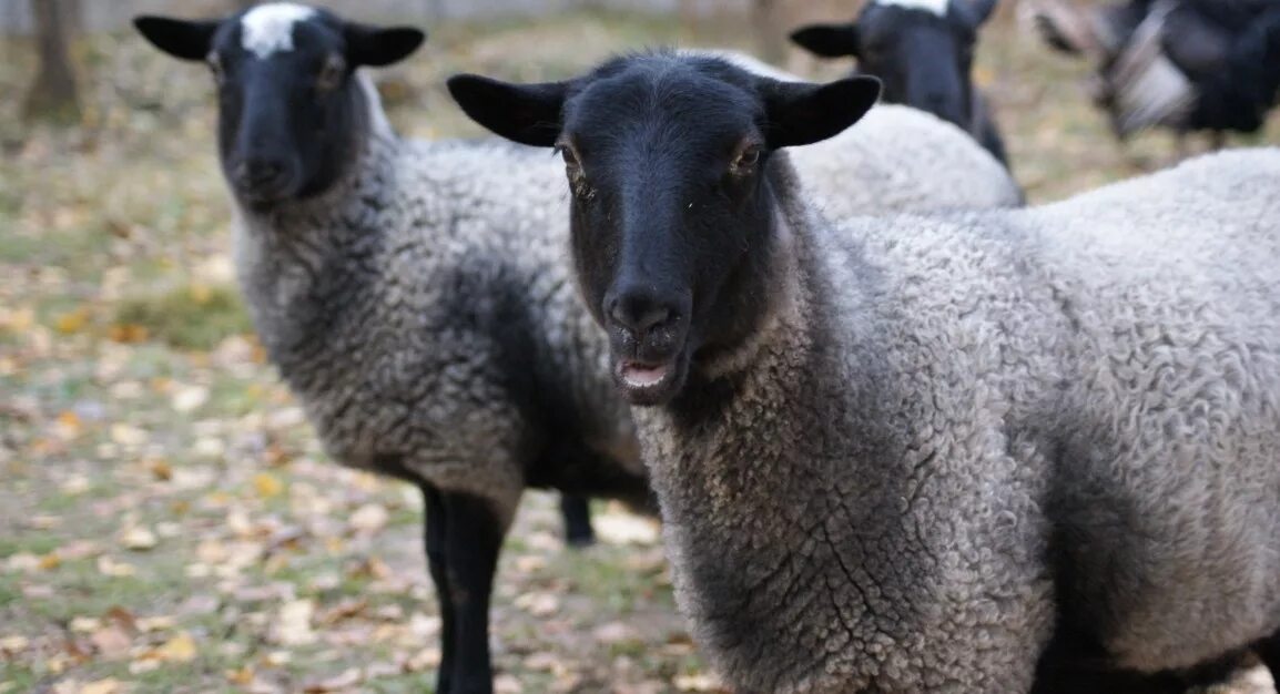 Грубошерстные породы овец Романовская. Порода романовских овец. Романовский баран.