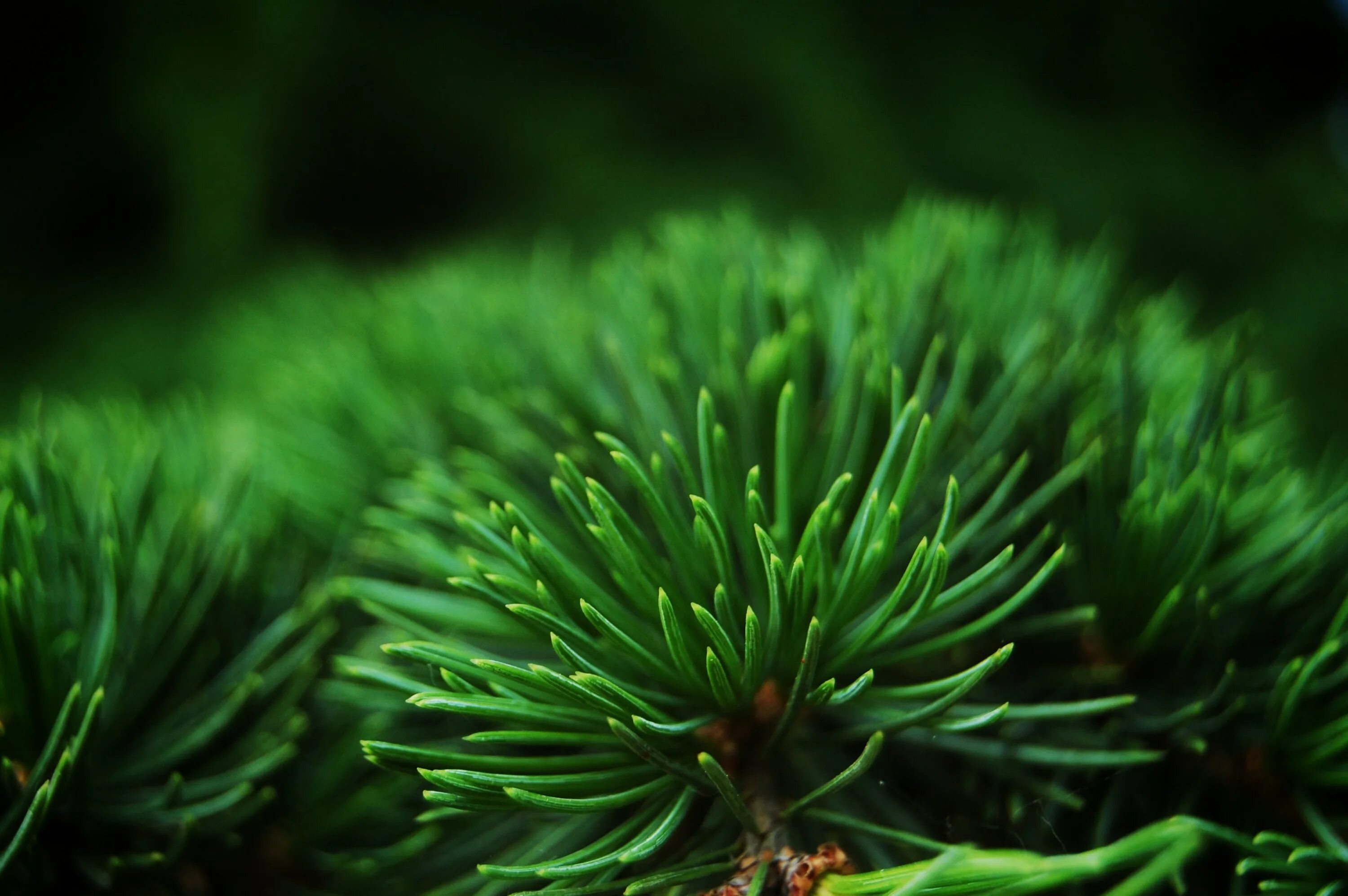Зеленый цвет ели. Pinus елка пихта зелено/голубая 2.7. Пихта макро. FENDIGLOCK хвоя. Ель зеленая.