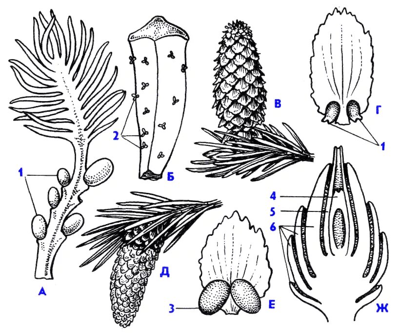 Образование мужской шишки. Мегаспорофилл голосеменных. Стробилы сосны строение. Форма семенной чешуйки шишки сосны. Мегаспорофиллы саговниковых.