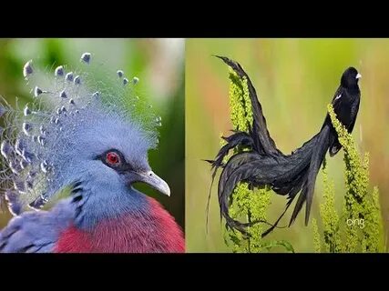 Невероятные птицы инги мариты