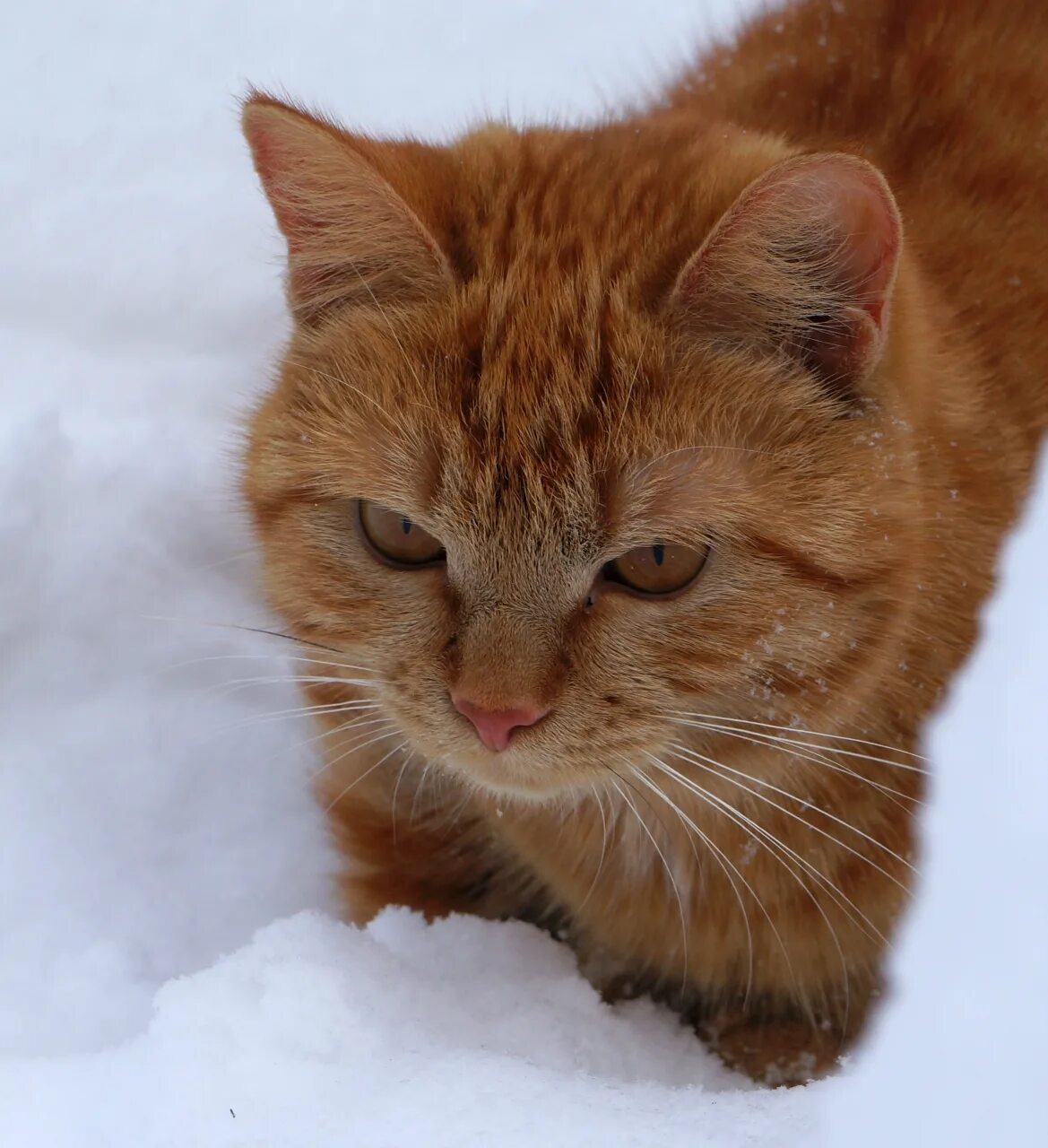 Включи рыжик. Рыжая кошка. Рыжая кошечка. Породистые рыжие коты. Рыжий кот с янтарными глазами.