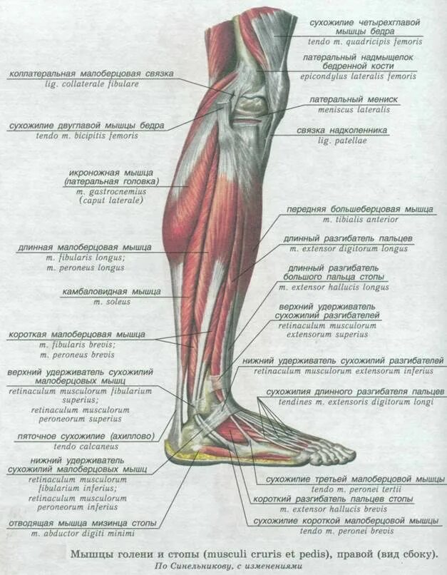 Мышцы нижней конечности анатомия строение. Мышцы нижней конечности анатомия вид сбоку. Строение мышц ноги спереди. Место ниже бедра