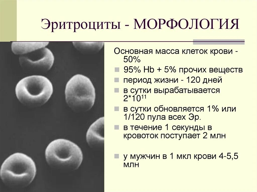 Эритроциты что это значит у женщин. Аномалий морфологии эритроцитов таблица. Морфология эритроцитов MCV. Морфология эритроцитов в крови. Измененные эритроциты в крови.