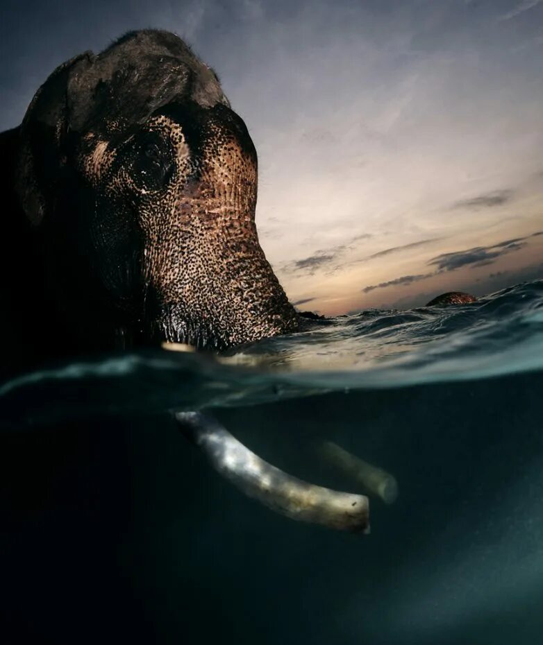 Elephant swim. Андаманские острова слон. Слон плывет. Слон плавает. Слон под водой.