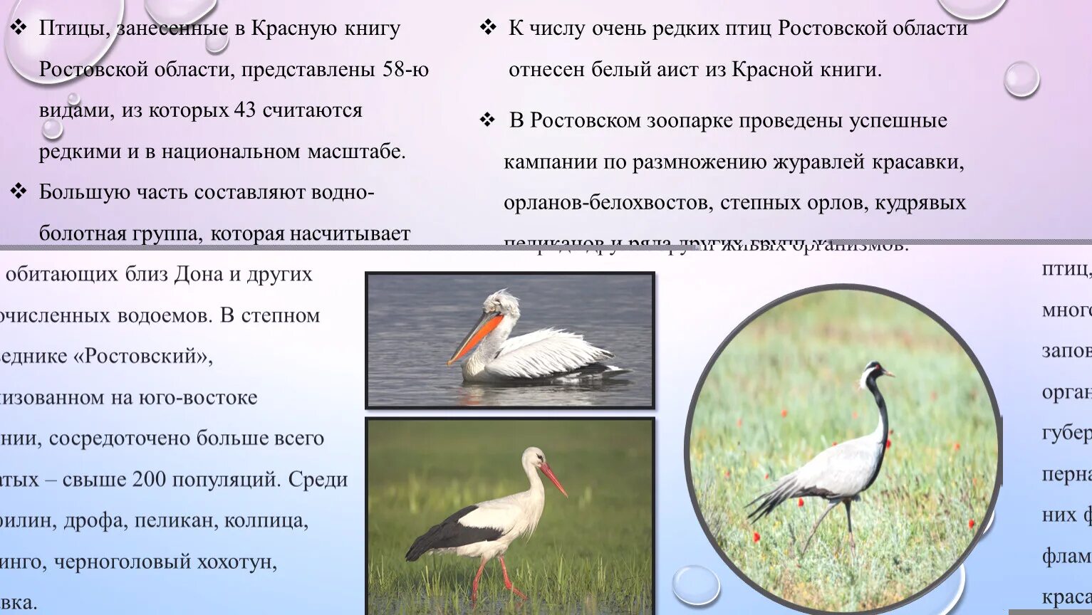 Птицы занесенные в красную россии. Животные и птицы занесенные в красную книгу. Птицы из красной книги России. Птицы занесенные в красную книгу Воронежской области. Птицы красной книги Воронежской области.