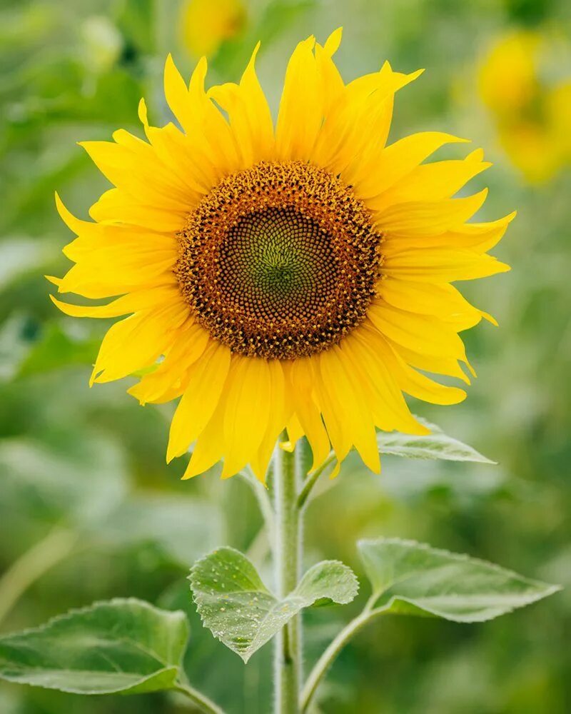 Sun flower отзывы. Подсолнух обыкновенный. Подсолнечник масличный. Семя подсолнуха. Цвет подсолнуха.