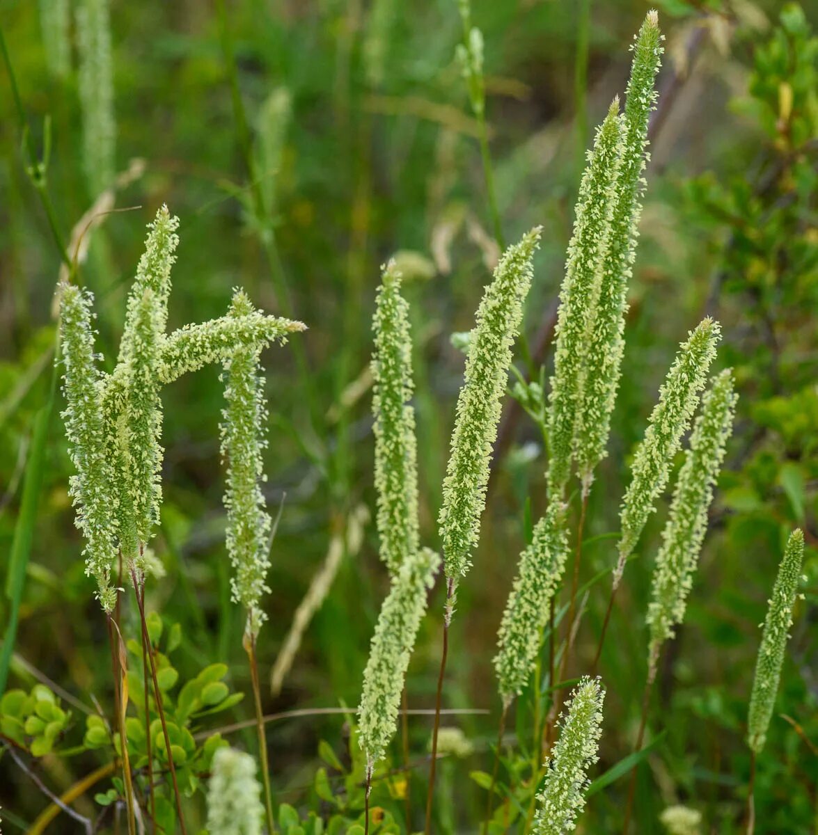 Тимофеевка степная. Тимофеевка Луговая (Phleum pratense l.). Тимофеевка Степная — Phleum phleoides (l.) Karst.. Тимофеевка Phléum.