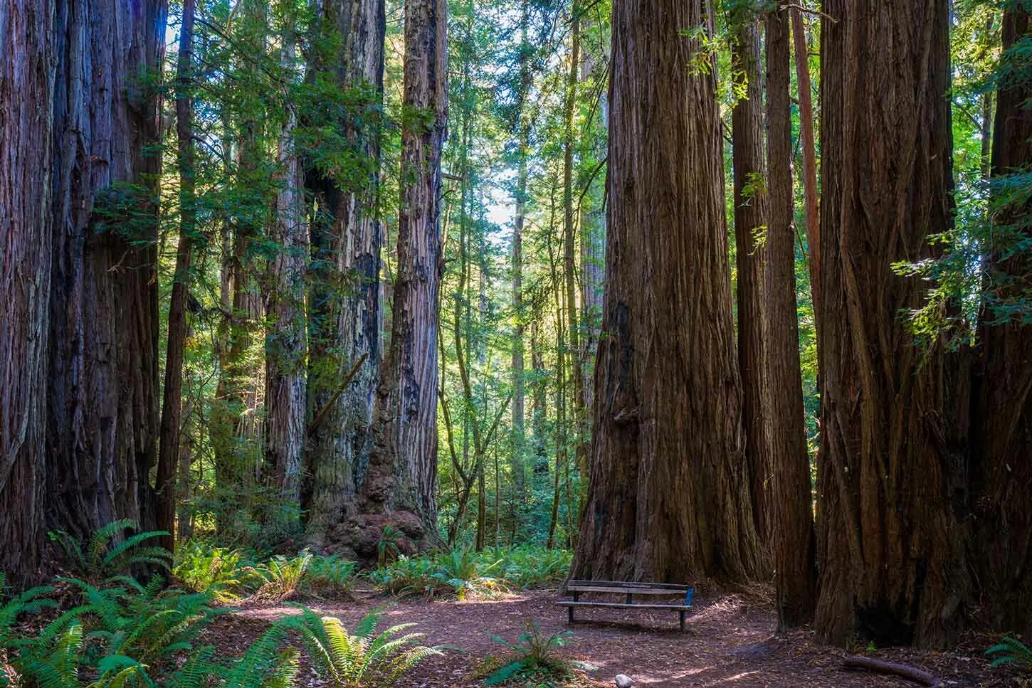 Tall trees. Рэдвуд. Redwood Grove. Парк Росвуд. Национальный парк Редвуд презентация.