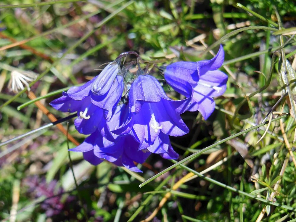 Колокольчики вход. Кольник Шейхцера. Колокольчик Шейхцера. Campanula scheuchzeri. Колокольчик Грузия.