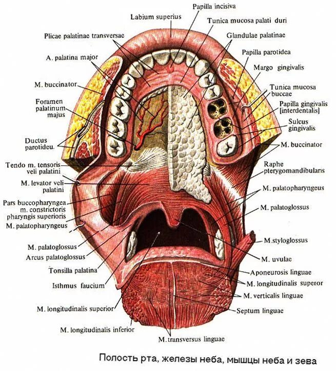 Полость рта что входит. Топография ротовой полости человека анатомия. Небные железы (glandulae Palatinae). Анатомия ротовой полости атлас Синельников. Полость рта анатомия Синельников.