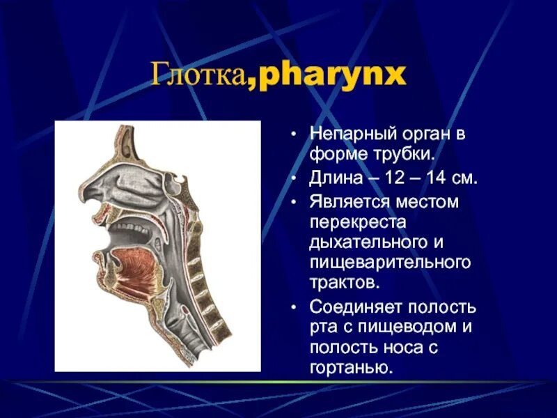 Перекрест пищеварительного и дыхательного путей происходит в