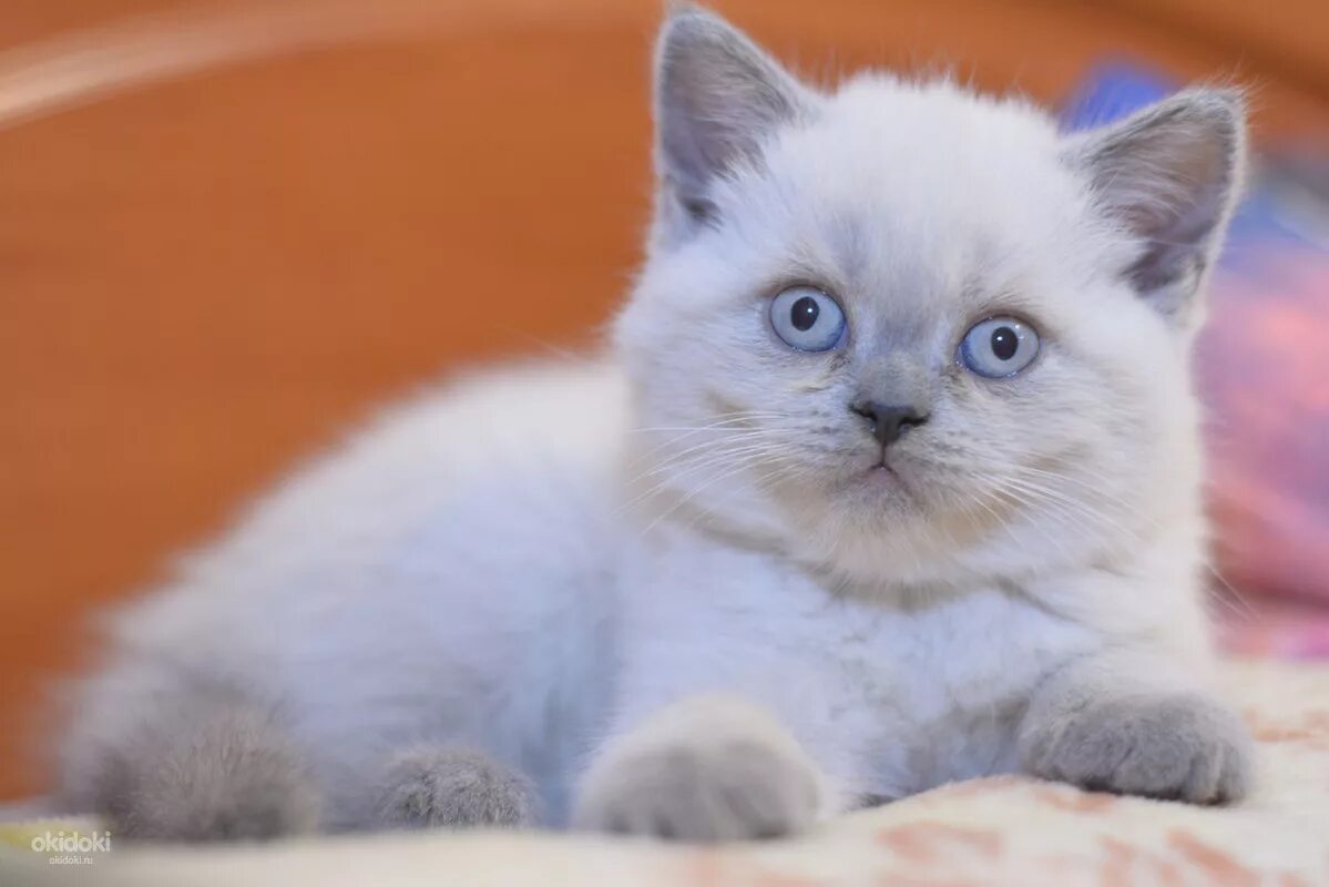 Котята блю поинт. Блю колор пойнт кот. Шотландская кошка блю пойнт. Британская кошка колор пойнт. Шотландская кошка блю пойнт.