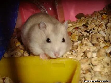 Когда можно продать хомяк коин