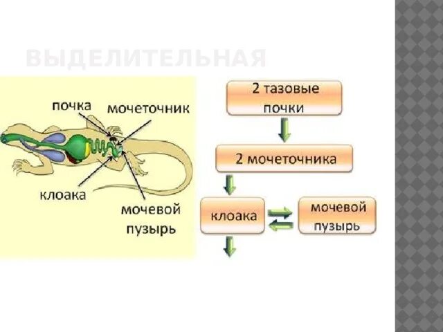 Почки ящерицы. Выделительная система пресмыкающиеся 7 класс. Класс рептилии выделительная система. Выделительная система рептилий схема. Выделительная система пресмыкающихся схема.