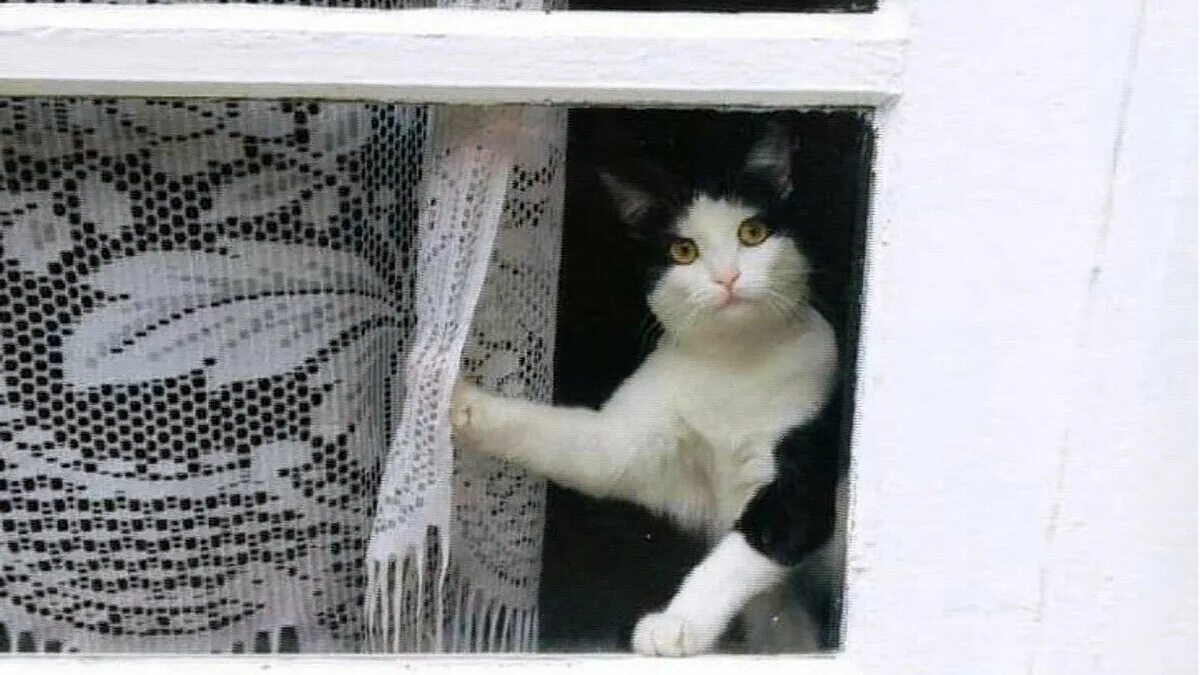Кот открывает окно. Кошка на окне. RJN D jjryt. Котик у окна. Кот заглядывает в окно.