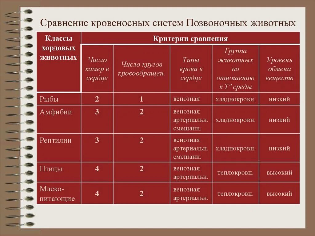 Проведите сравнение между. Характеристика кровеносной системы позвоночных таблица. Сравнительная характеристика кровеносной системы позвоночных. Сравнительная характеристика кровеносной системы. Характеристика кровеносной системы животных.