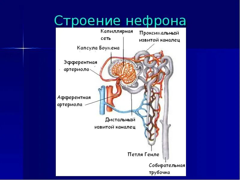 1 нефрон состоит из. Строение нефрона почки. Капсула клубочка нефрона. Части нефрон биология 8 класс. Схема нефрона почки.