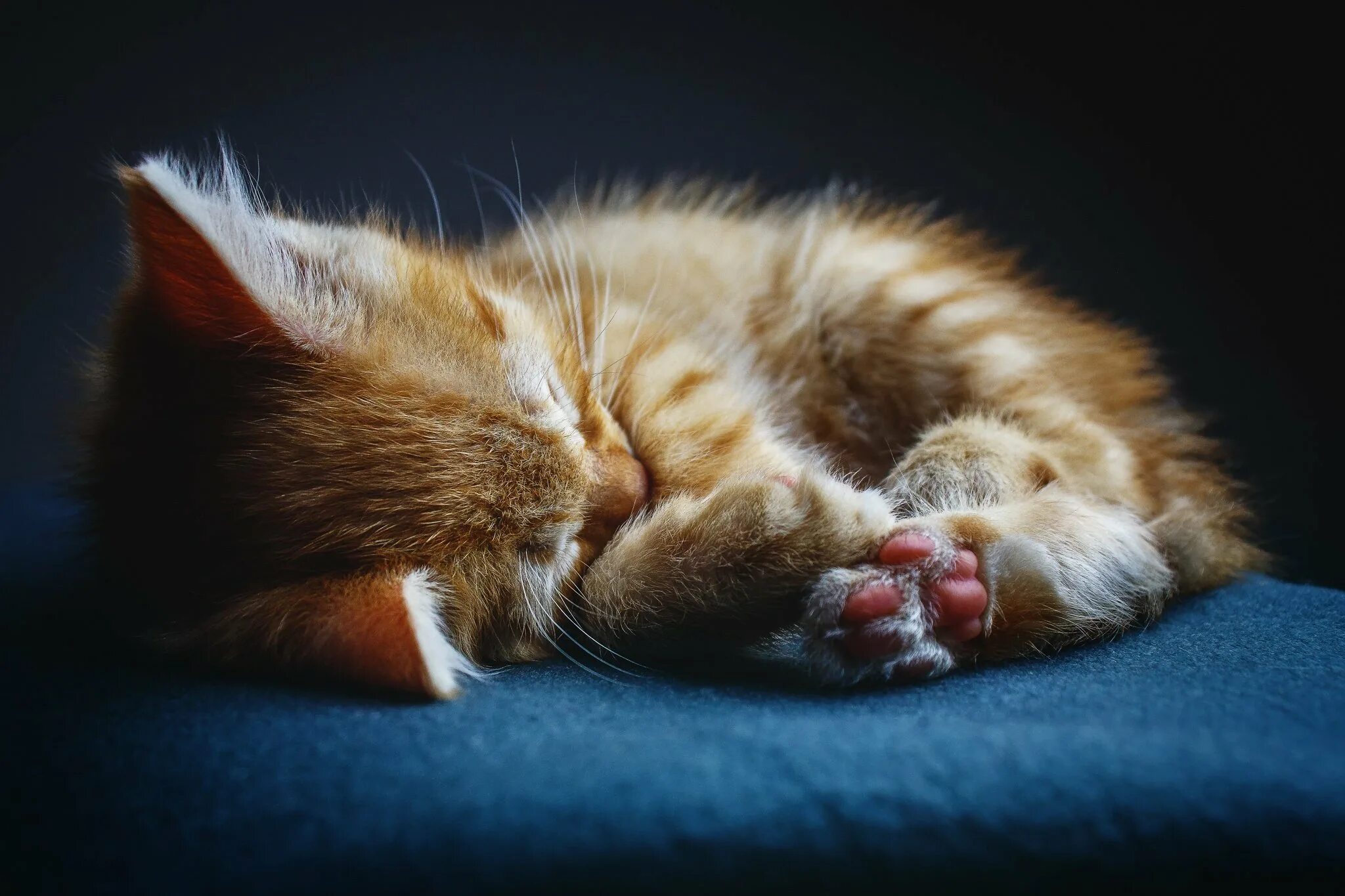 Спящие котики. Спящий котенок. Котенок. Спокойной ночи!. Киса ночью