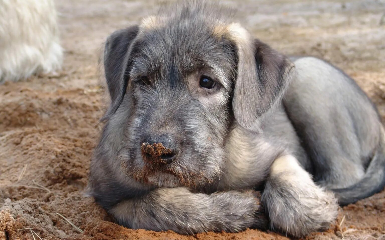 щенок волкодава. ирландский волкодав. щенок волкодава. собака ирландский волкодав. ирландский волкодав щенки.