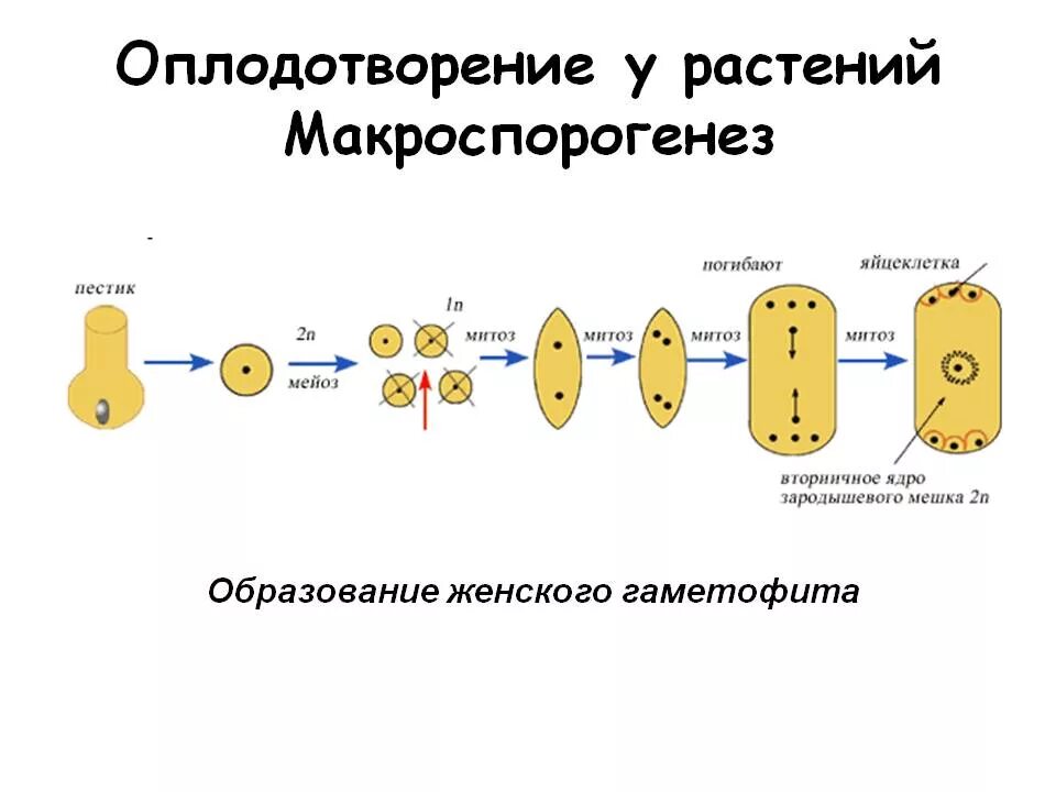 Схема развития зародышевого мешка. Макроспорогенез у покрытосеменных растений. Развитие женского гаметофита у покрытосеменных. Мегаспорогенез и образование зародышевого мешка.