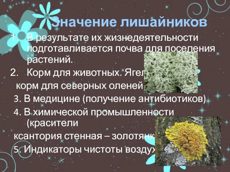 Лишайники интересное. Проект про лишайники 5 класс биология. Лишайники доклад 5 класс по биологии. Сообщение о лишайниках 5 класс. Лишайники доклад.