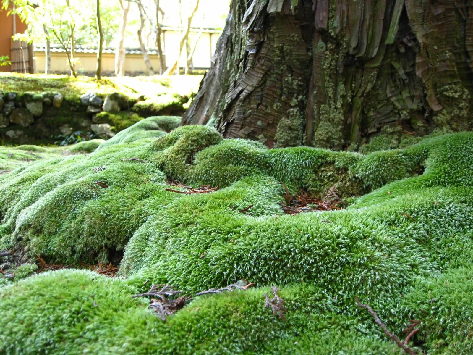 В какой природной зоне растет мох. Мшанка шиловидная. Мшанка шиловидная 'Green Moss'. Сад мхов монастыря Сайходзи в Киото. Мшанка шиловидная лайм Мосс.