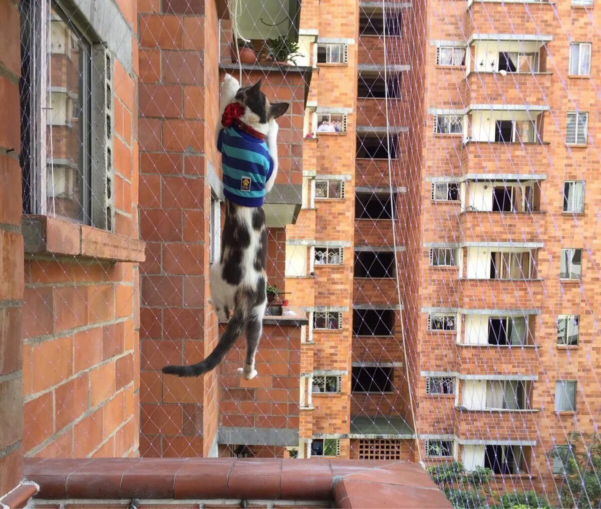 Кошка спрыгивает. Кот на перилах балкона. Кот застрял в окне. Кошка упала с балкона. Кошка падает из окна.