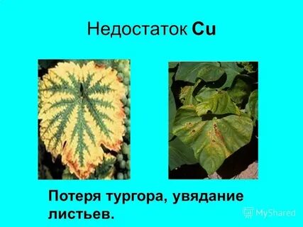 Что такое тургор у растений