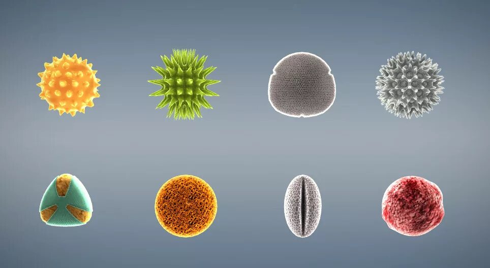 Пыльца 3d. The structure of pollen. Пыльца огурца под микроскопом. Пыльца деревьев молекулы красивые. Пыльца число