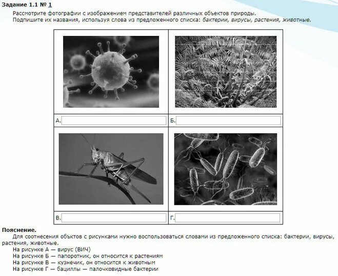 Впр по биологии 5 класс тип 1.1. Представители различных объектов природы. Рассмотрите фотографии с изображением различных. Расмотри те фотографии с изображение. Бактерии из ВПР по биологии.