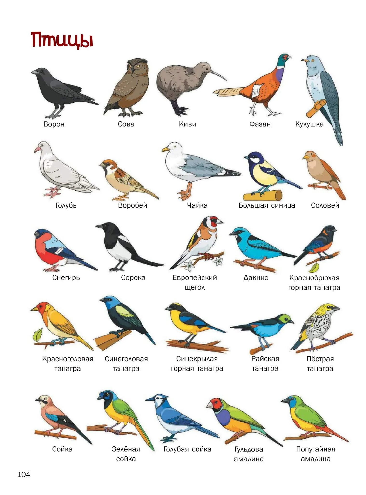 Звуки птиц с названиями. Название птиц. Птички и их названия. Птици наз. Птицы нозивани.