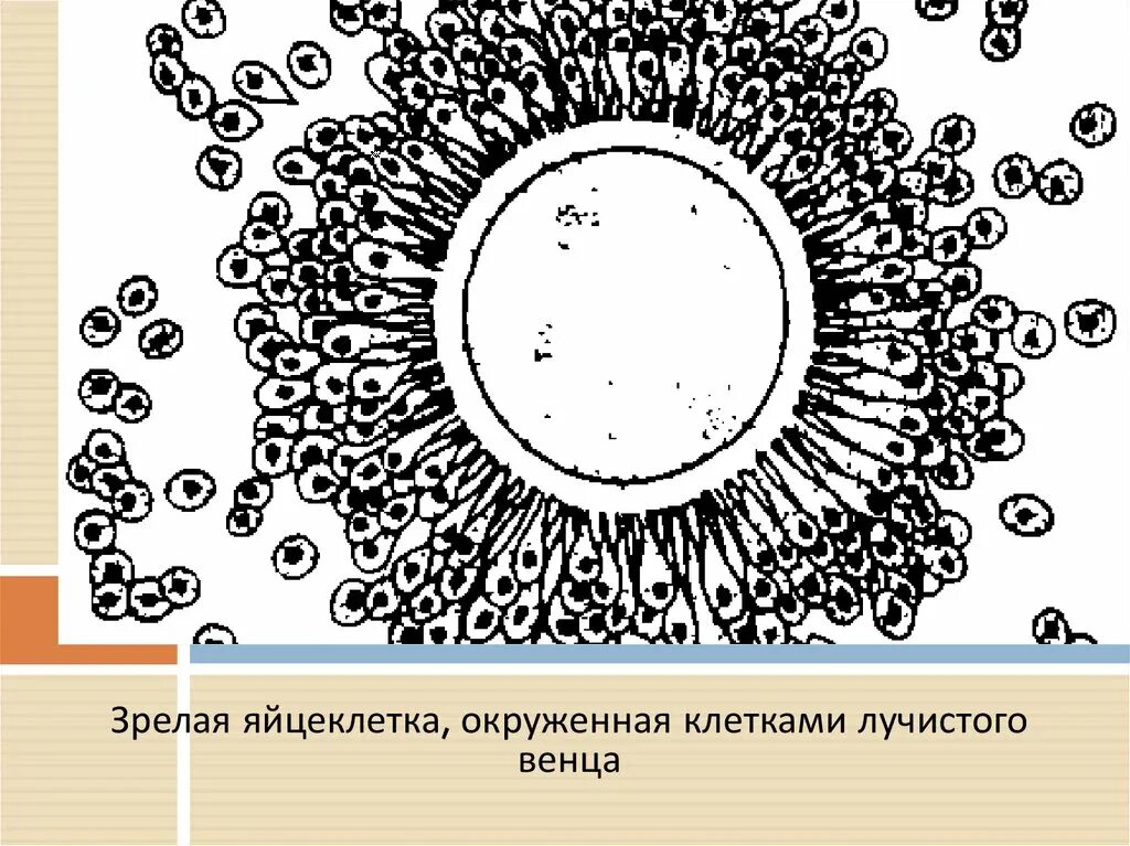 Оболочки яйцеклетки функции. Схема строения яйцеклетки. оболочки яйцеклетки человека. строение яйцеклетки человека схема. строение яйцеклетки оболочки.