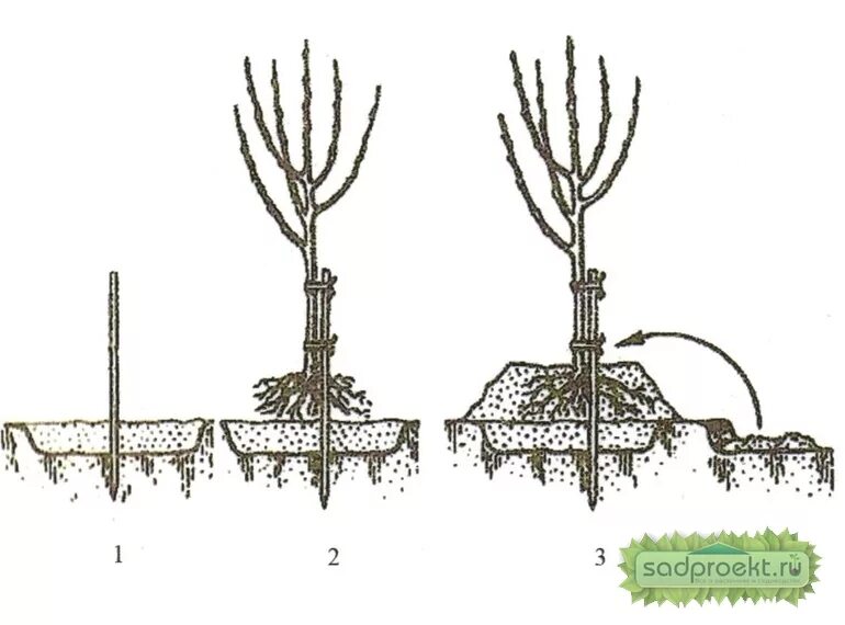 Когда весной сажать плодовые. Схема посадки саженцев яблони. Схема посадки абрикоса. Схема посадки саженца яблони. Прикорневая шейка яблони.