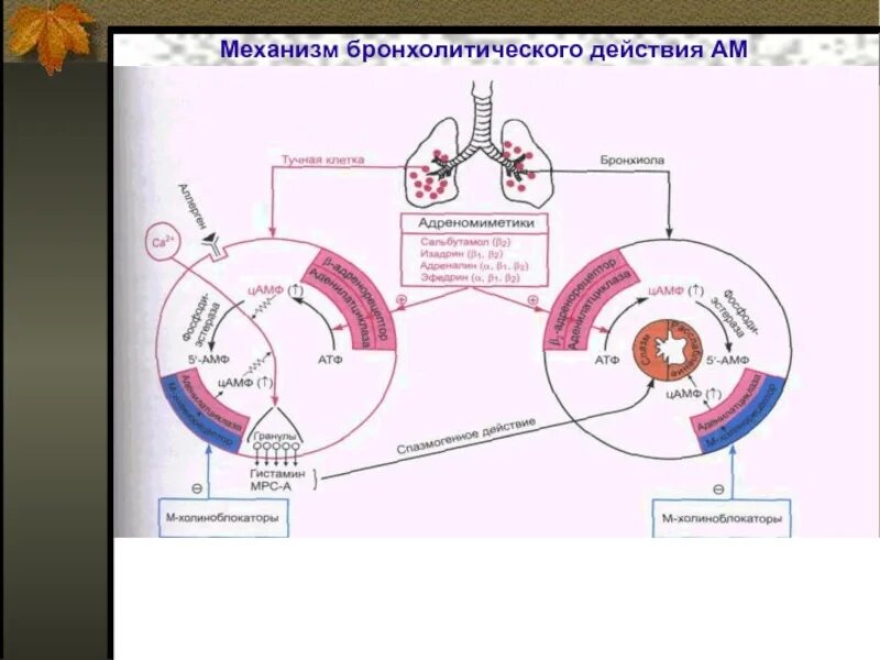 Механизм альфа адреномиметиков. Адреномиметики механизм действия. Механизм действия бронхолитических адреномиметиков. Механизм действия адреномиметиков схема. Схема бронхорасширяющего действия адреномиметиков.